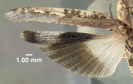 Image of Longhorn Band-wing Grasshopper