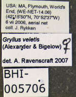 Image de Gryllus (Gryllus) veletis (Alexander, R. D. & Bigelow 1960)