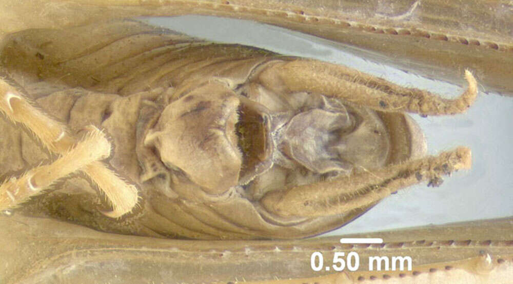 Image of Ceuthophilus (Geotettix) guttulosus Walker & F. 1869