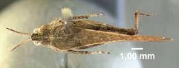 Image of Ornate Pygmy Grasshopper