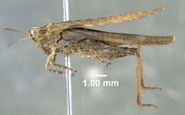 Image of Ornate Pygmy Grasshopper