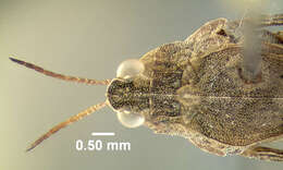 Image of Ornate Pygmy Grasshopper