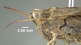 Image of Ornate Pygmy Grasshopper