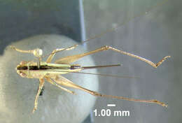 Image of Saltmarsh Meadow Katydid