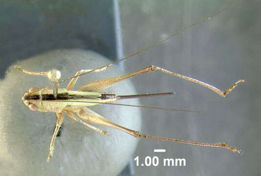 Image of Saltmarsh Meadow Katydid