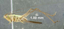 Image of Saltmarsh Meadow Katydid