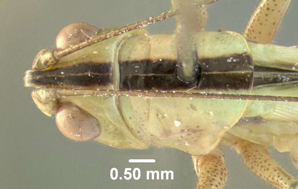 Image of Saltmarsh Meadow Katydid