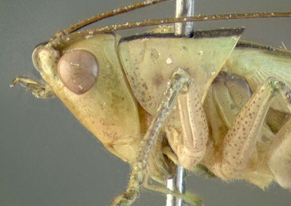 Image of Saltmarsh Meadow Katydid