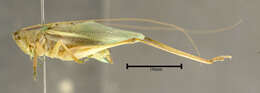 Image of Common Meadow Katydid