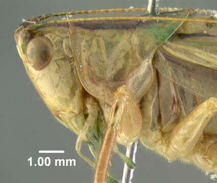 Image of Common Meadow Katydid