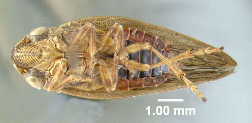 Слика од Aphrophora forneri (Haupt 1919)