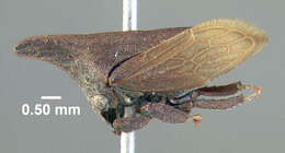 Image of Campylenchia latipes Say