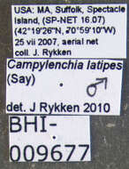 Image of Campylenchia latipes Say