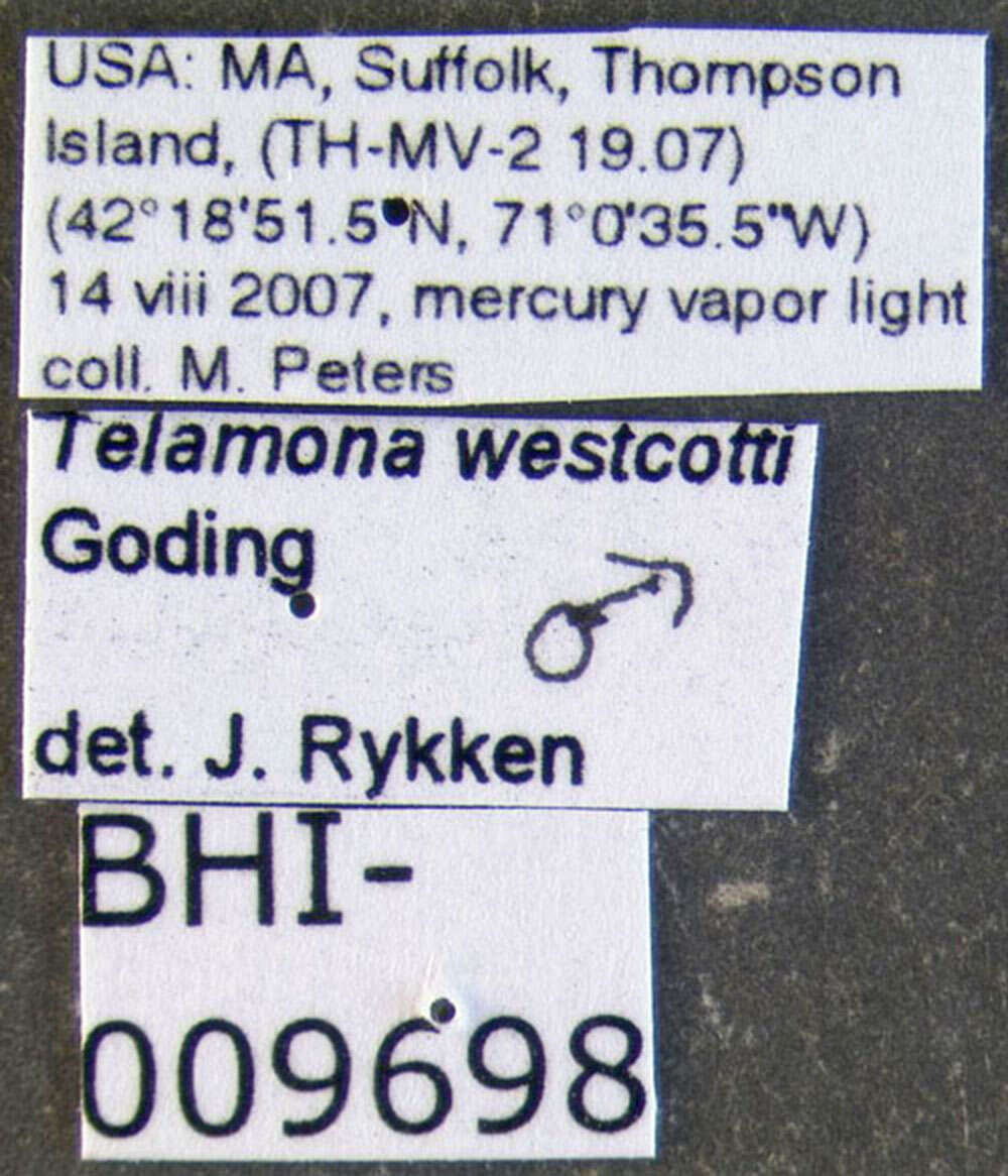 Image of Telamona westcotti Goding