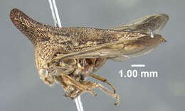 Image of Locust Treehopper