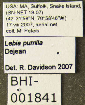 Image of Lebia (Lebia) pumila Dejean 1831