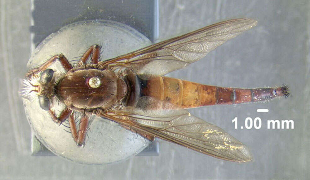 Image of Proctacanthus