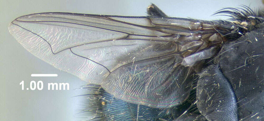 Image of Blue bottle fly