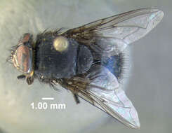 Image of Blue bottle fly