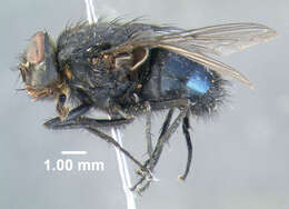 Image of Blue bottle fly