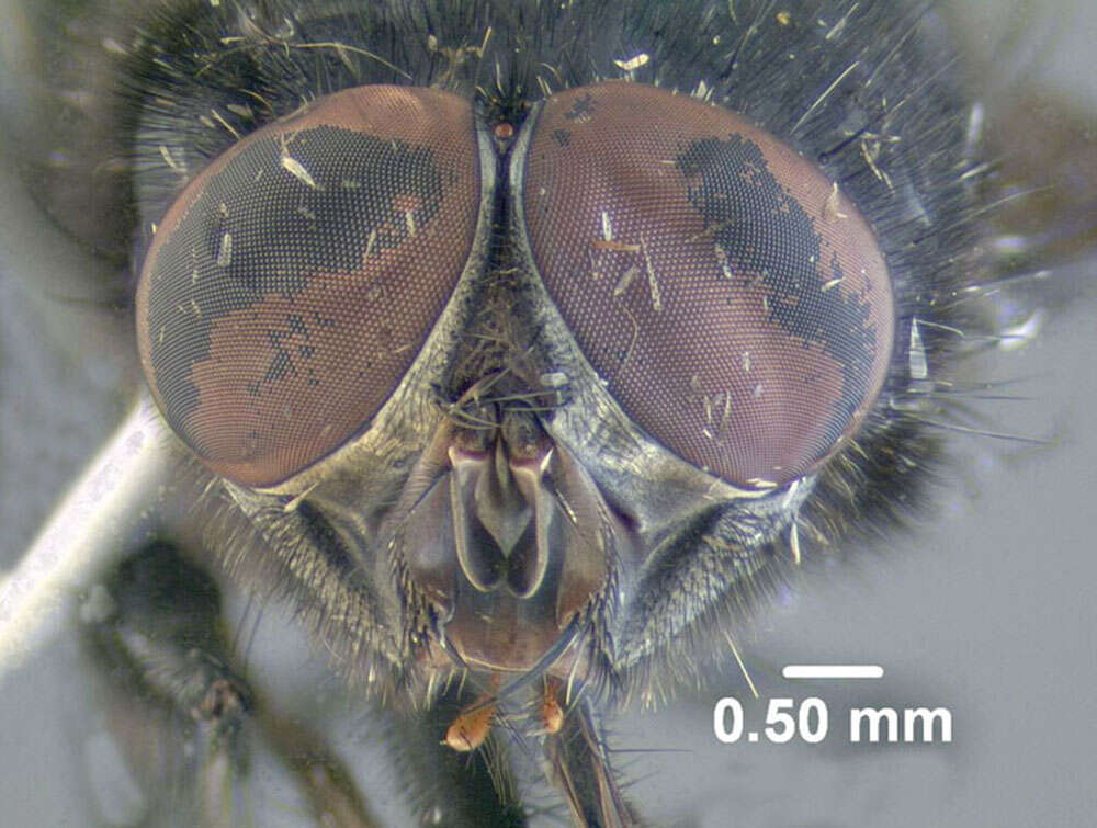 Image of Blue bottle fly