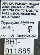 Image of Trypoxylon frigidum F. Smith 1856