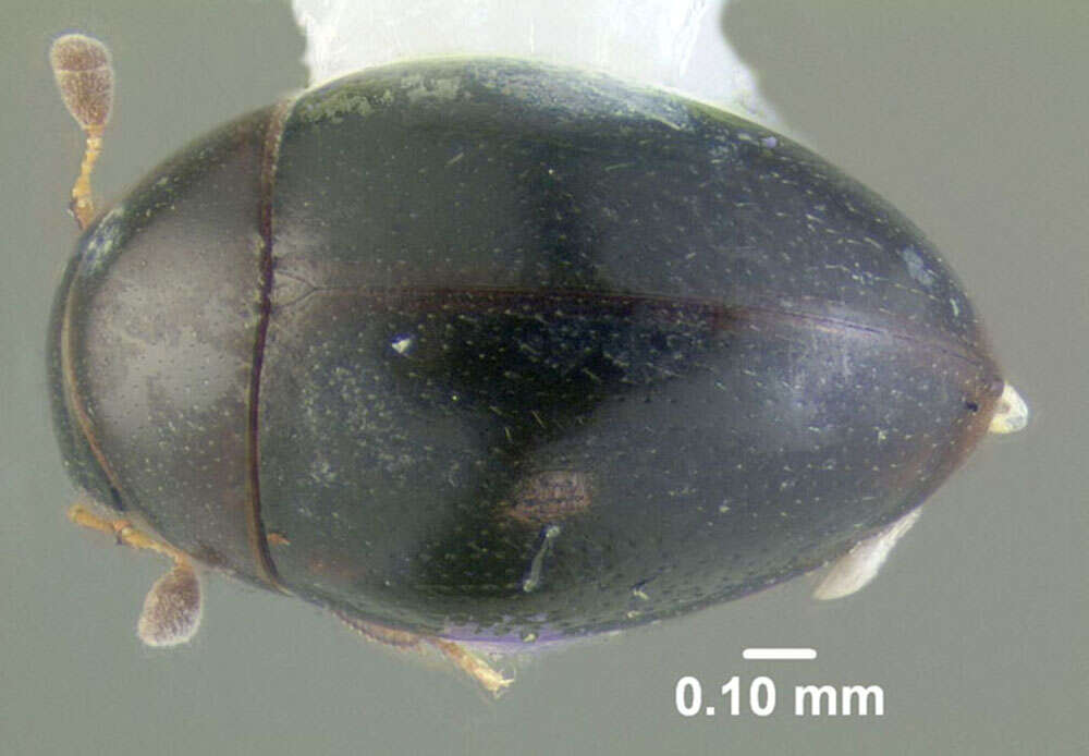 Tectosternum naviculare (Zimmermann & C. 1869)的圖片