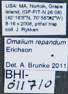 Omalium repandum Erichson 1840 resmi