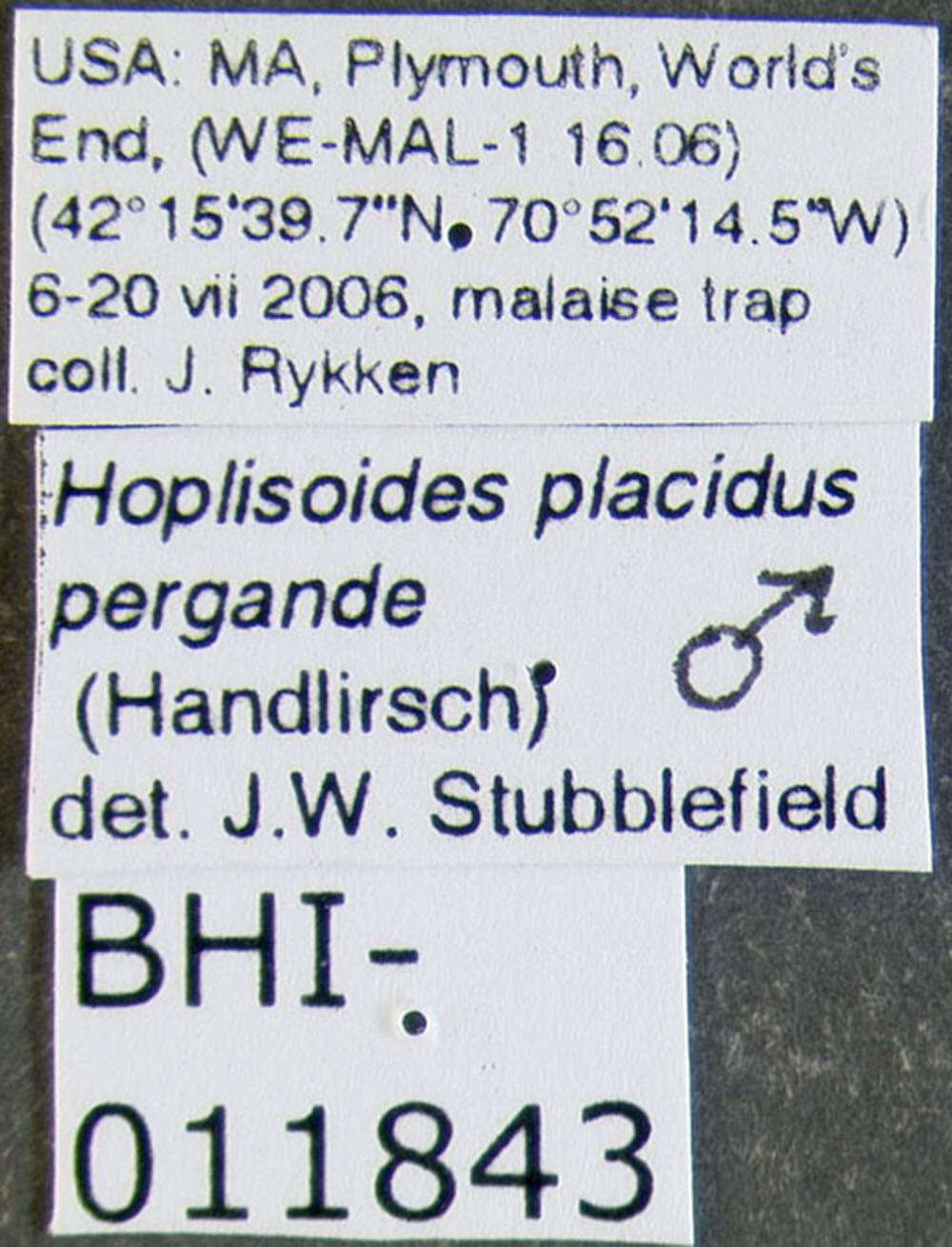 Image of Hoplisoides placidus pergandei (Handlirsch 1888)