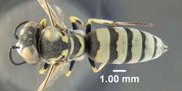 Image of Microbembex monodonta (Say 1824)