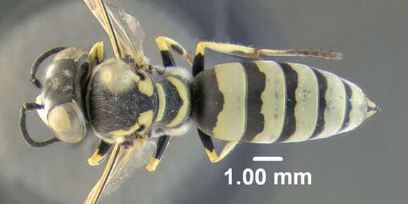 Plancia ëd Microbembex monodonta (Say 1824)