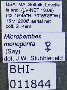 Image of Microbembex monodonta (Say 1824)