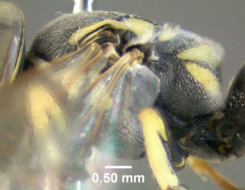 Image of Microbembex monodonta (Say 1824)