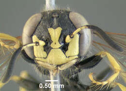 Imagem de Philanthus lepidus Cresson 1865