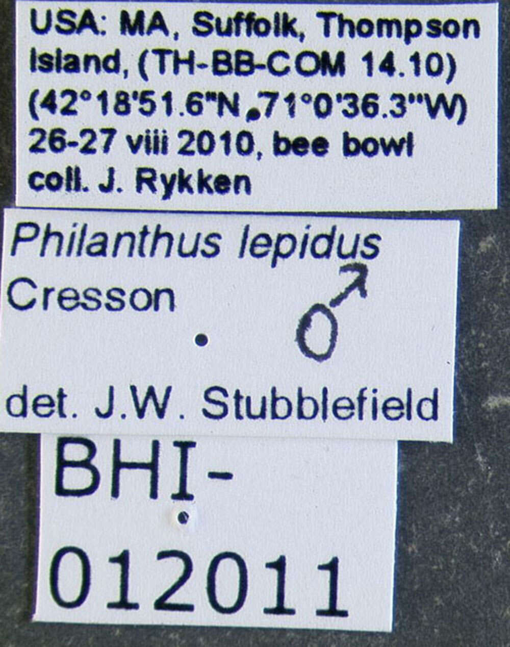 Image of Philanthus lepidus Cresson 1865