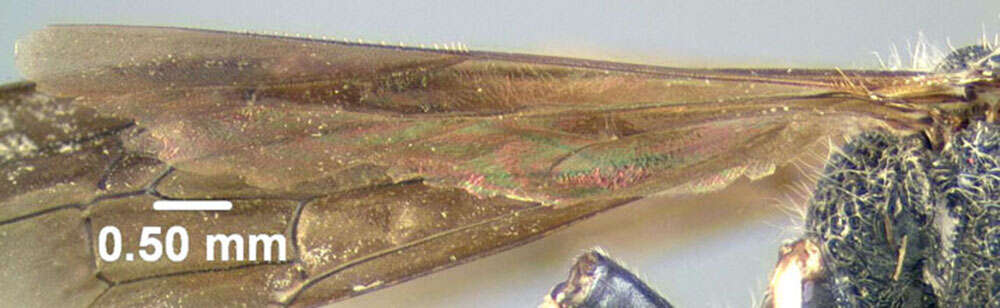 Image of Cerceris fumipennis Say 1837