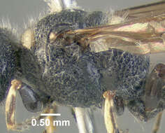 Image of Cerceris fumipennis Say 1837