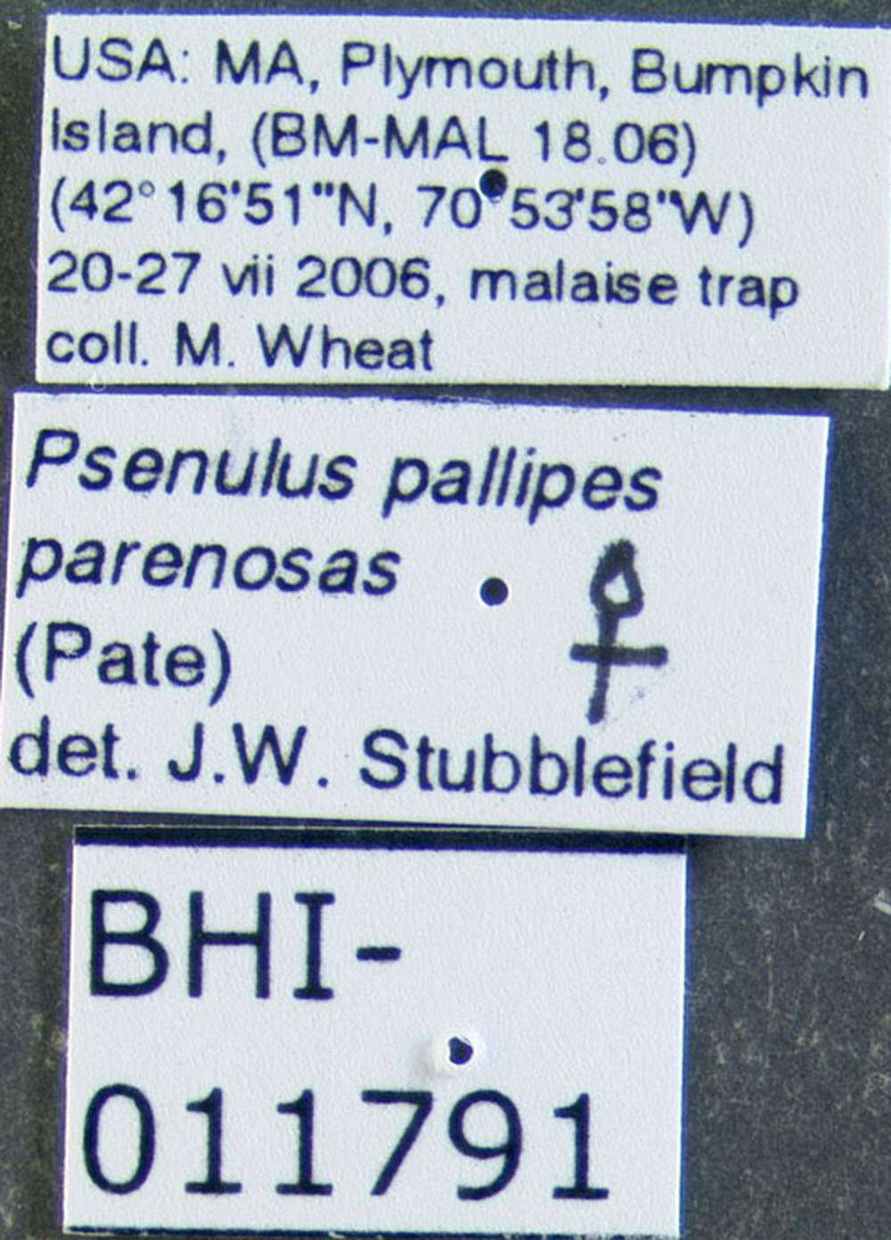 Image of Psenulus pallipes parenosas (Pate 1944)