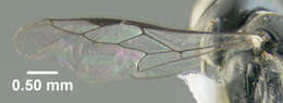 Image of Crossocerus lentus (W. Fox 1895)