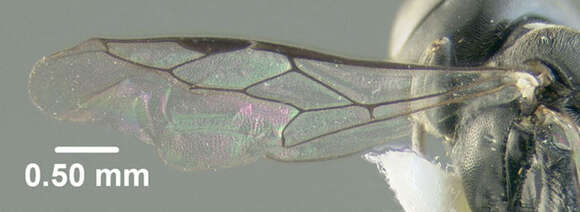Image of Crossocerus lentus (W. Fox 1895)