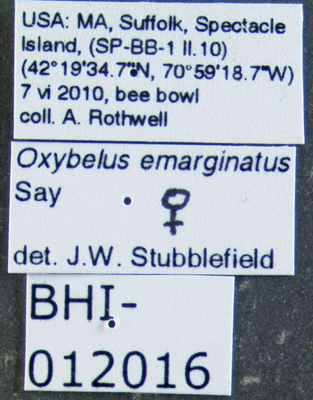 Plancia ëd Oxybelus emarginatus Say 1837