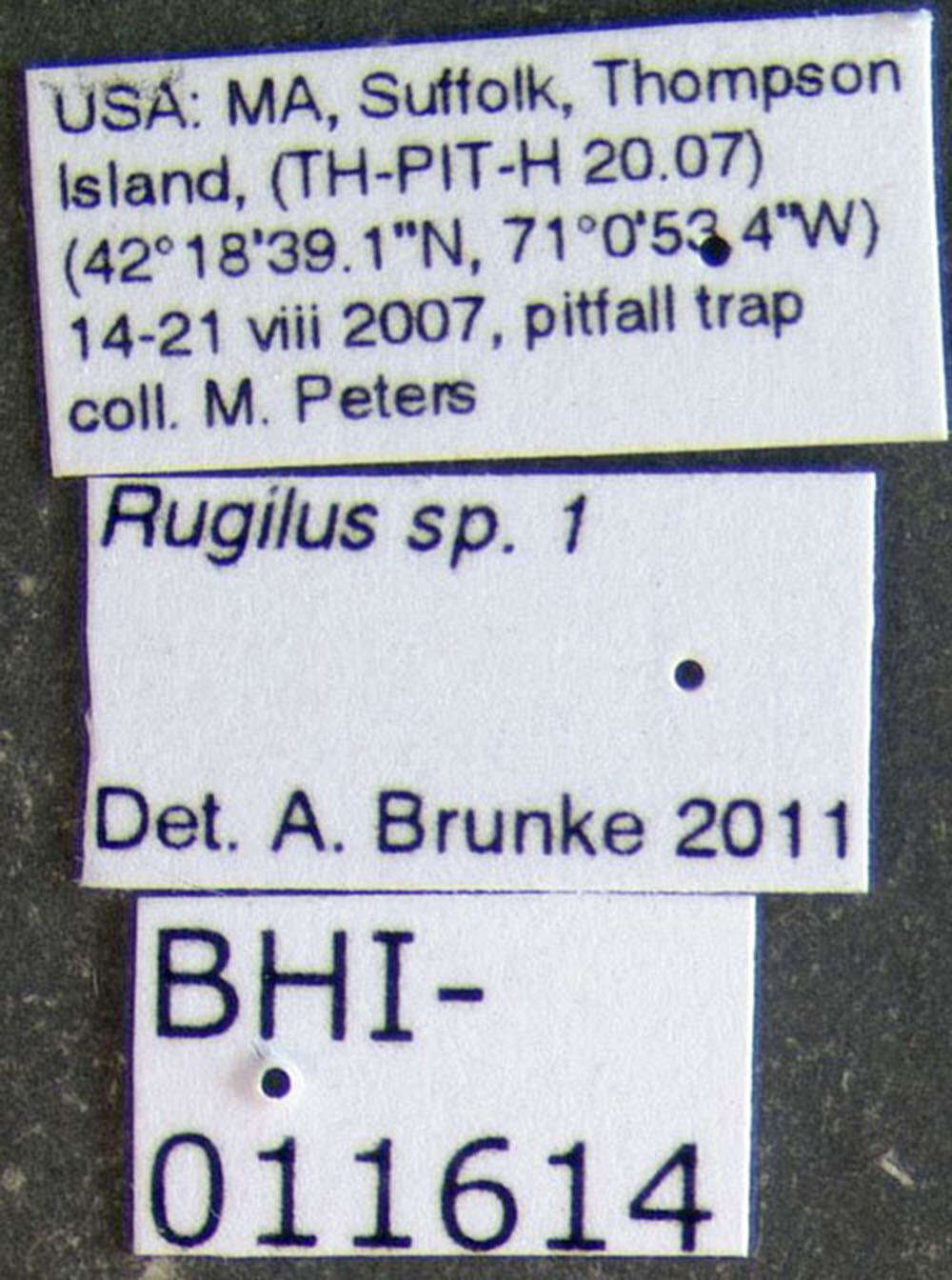 Image of Rugilus
