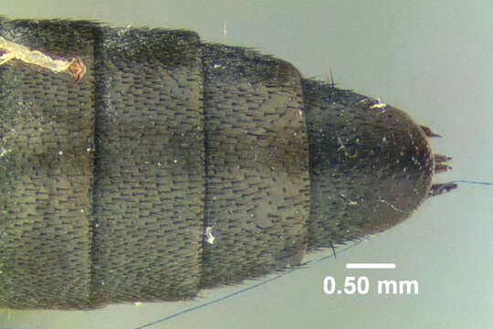 Image of Large rove beetle