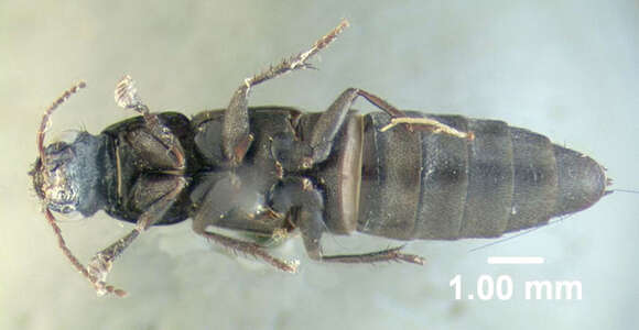 Image of Large rove beetle