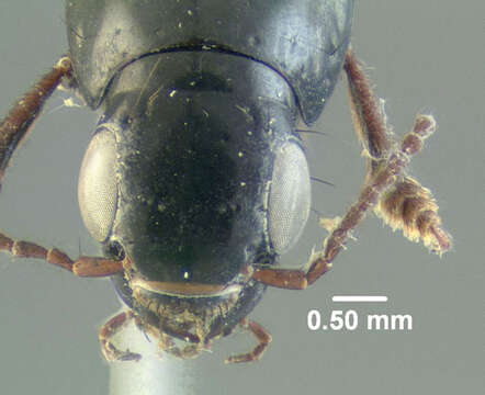 Image of Large rove beetle