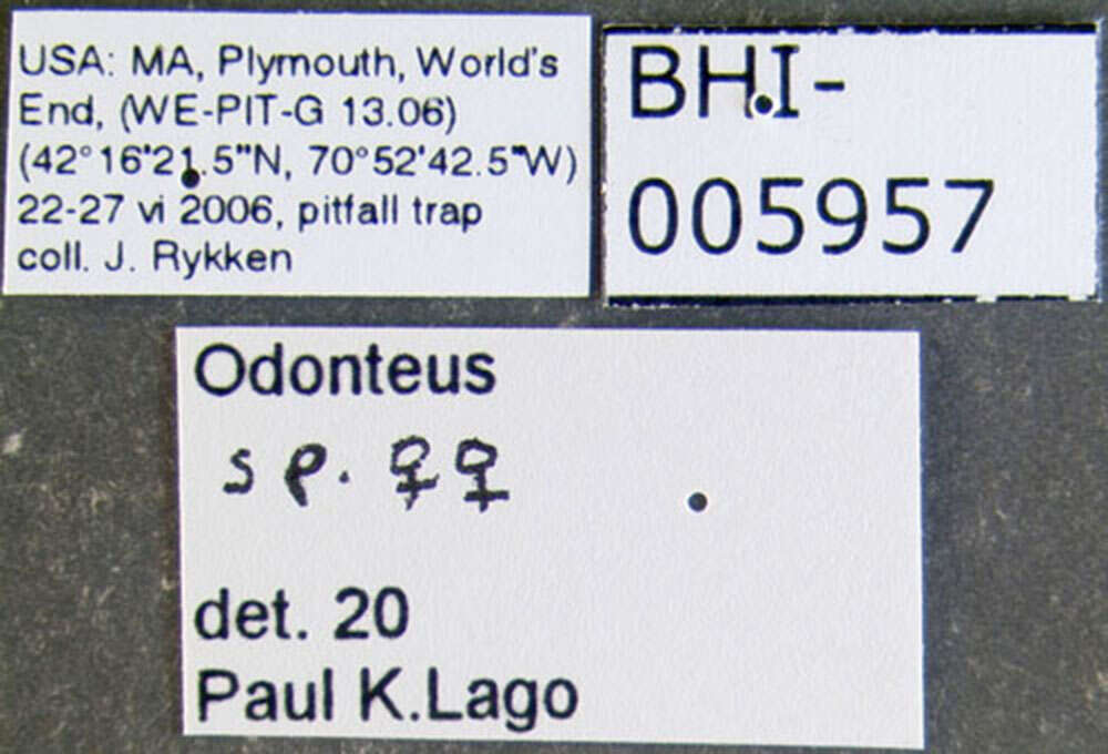 Image of Odonteus
