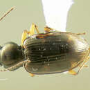Sivun Bembidion (Notaphus) constrictum (Le Conte 1847) kuva