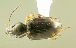 Image of Bembidion (Notaphus) constrictum (Le Conte 1847)