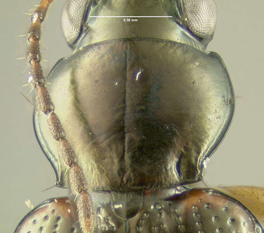 Image of Bembidion (Notaphus) constrictum (Le Conte 1847)