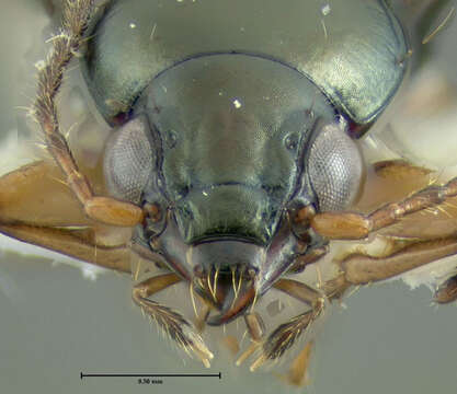 Plancia ëd Bembidion (Notaphus) constrictum (Le Conte 1847)